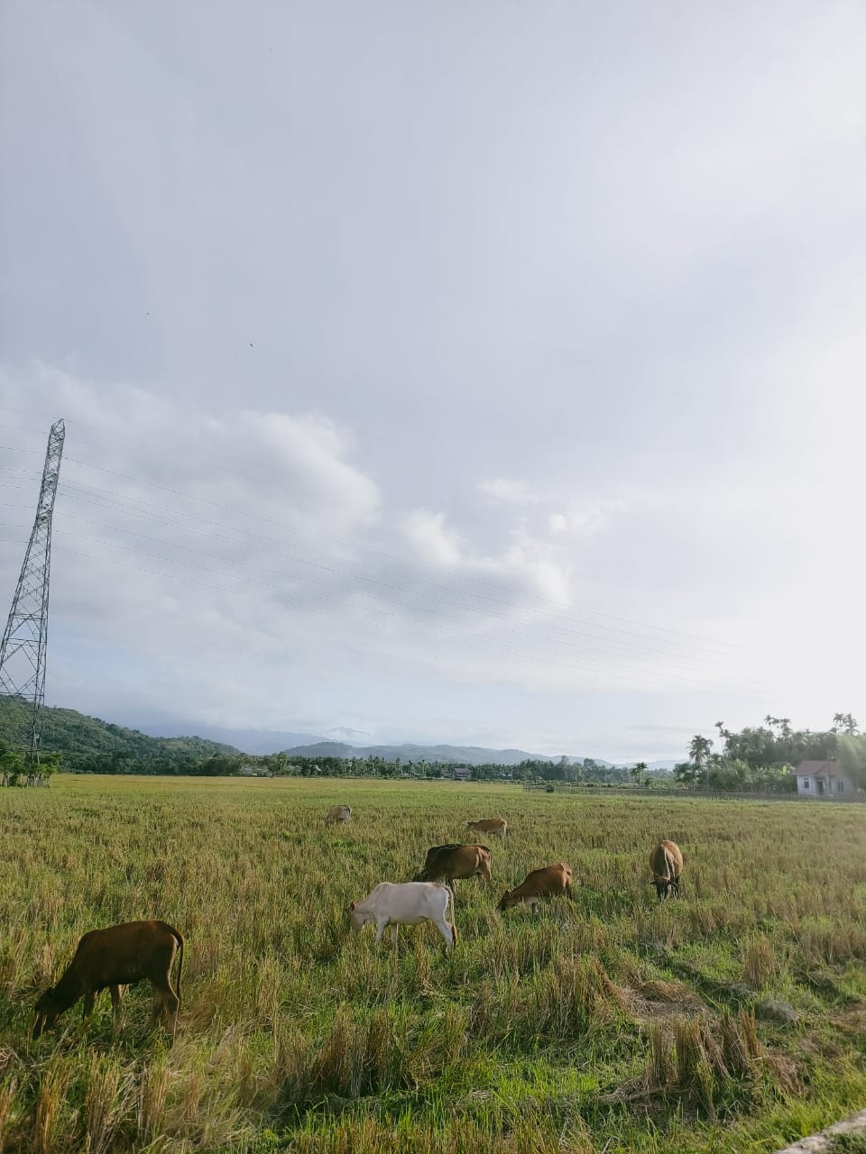 Sawah merupakan sumber daya utama warga Sambongan Baro